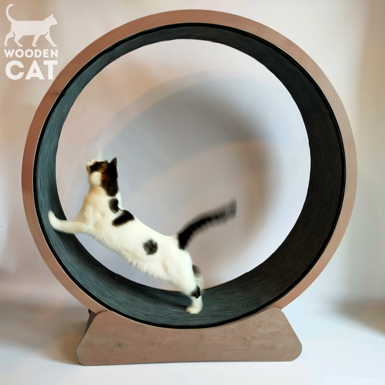 How to teach your cat to use wheel?