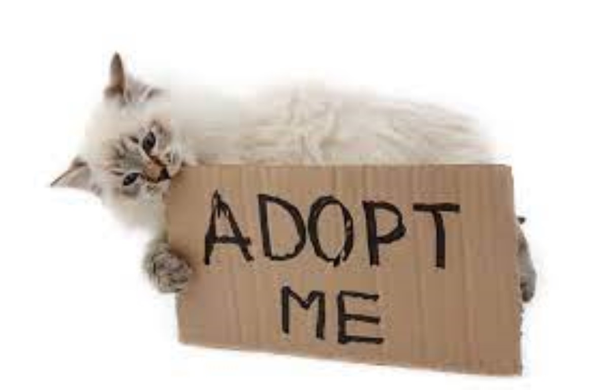 Adopcja kota co warto wiedzieć